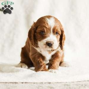 Dusty, Cockapoo Puppy